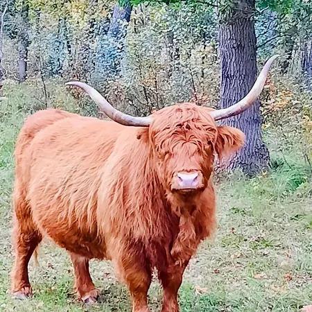 Joeys Place Bed & Breakfast